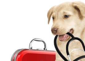 vetClinics